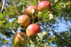 Herbstapfel 'Ariwa' -Günstiges Garten Zart Geschäft herbstapfel ariwa m046645 452677 0