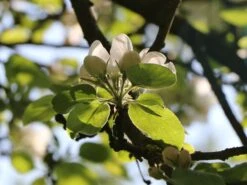 Herbstapfel 'Elstar' -Günstiges Garten Zart Geschäft herbstapfel elstar m004818 w 0