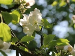 Herbstapfel 'Elstar' -Günstiges Garten Zart Geschäft herbstapfel elstar m004818 w 1 1