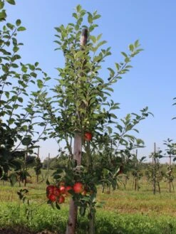 Herbstapfel 'Elstar' -Günstiges Garten Zart Geschäft herbstapfel elstar m004818 w 1