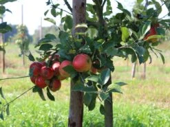 Herbstapfel 'Elstar' -Günstiges Garten Zart Geschäft herbstapfel elstar m004818 w 2 1