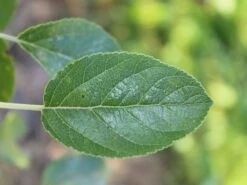 Herbstapfel 'Elstar' -Günstiges Garten Zart Geschäft herbstapfel elstar m004818 w 3 1