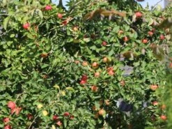 Herbstapfel 'Elstar' -Günstiges Garten Zart Geschäft herbstapfel elstar m004818 w 3