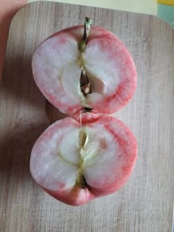 Herbstapfel 'Gravensteiner' -Günstiges Garten Zart Geschäft herbstapfel gravensteiner m002562 939158 2