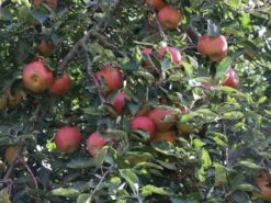 Herbstapfel 'Pia' -Günstiges Garten Zart Geschäft herbstapfel pia m046386 w 1