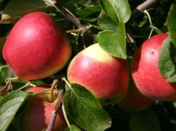 Herbstapfel 'Reglindis' -Günstiges Garten Zart Geschäft herbstapfel reglindis m006562 w 1