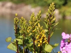 Hesses-Goldkolben 'Laternchen' ® -Günstiges Garten Zart Geschäft hesses goldkolben laternchen m059412 w 1