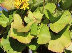 Hesses-Goldkolben 'Laternchen' ® -Günstiges Garten Zart Geschäft hesses goldkolben laternchen m059412 w 2