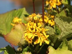 Hesses-Goldkolben 'Laternchen' ® -Günstiges Garten Zart Geschäft hesses goldkolben laternchen m059412 w 3