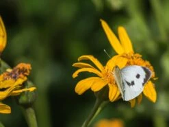 Hesses-Goldkolben 'Laternchen' ® -Günstiges Garten Zart Geschäft hesses goldkolben laternchen m059412 w 5