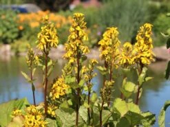 Hesses-Goldkolben 'Laternchen' ® -Günstiges Garten Zart Geschäft hesses goldkolben laternchen m059412 w 6