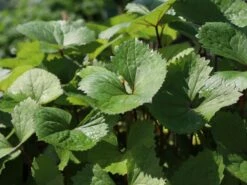 Hesses-Goldkolben 'Laternchen' ® -Günstiges Garten Zart Geschäft hesses goldkolben laternchen m059412 w 7