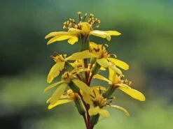 Hesses-Goldkolben 'Laternchen' ® -Günstiges Garten Zart Geschäft hesses goldkolben laternchen m059412 w 8