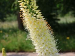 Himalaja-Steppenkerze 'Tropical Dream'