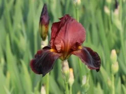 Hohe Bart-Schwertlilie 'Ruby Mine'