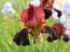 Hohe Bart-Schwertlilie 'Ruby Mine' -Günstiges Garten Zart Geschäft hohe bart schwertlilie ruby mine m121617 w 1