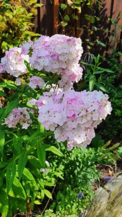 Hohe Flammenblume 'Cool Water' -Günstiges Garten Zart Geschäft hohe flammenblume cool water m062749 1334815 0