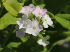 Hohe Flammenblume 'Cool Water' -Günstiges Garten Zart Geschäft hohe flammenblume cool water m062749 w 1