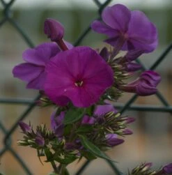 Hohe Flammenblume 'Düsterlohe' -Günstiges Garten Zart Geschäft hohe flammenblume duesterlohe m001676 388131 0