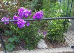 Hohe Flammenblume 'Düsterlohe' -Günstiges Garten Zart Geschäft hohe flammenblume duesterlohe m001676 433422 0