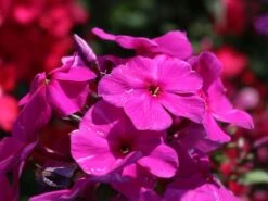 Hohe Flammenblume 'Düsterlohe' -Günstiges Garten Zart Geschäft hohe flammenblume duesterlohe m001676 w 4