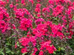 Hohe Flammenblume 'Grenadine Dream' ® -Günstiges Garten Zart Geschäft hohe flammenblume grenadine dream m059907 w 1