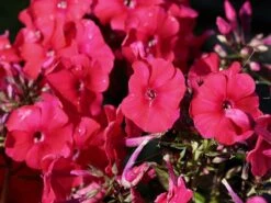 Hohe Flammenblume 'Grenadine Dream' ® -Günstiges Garten Zart Geschäft hohe flammenblume grenadine dream m059907 w 3