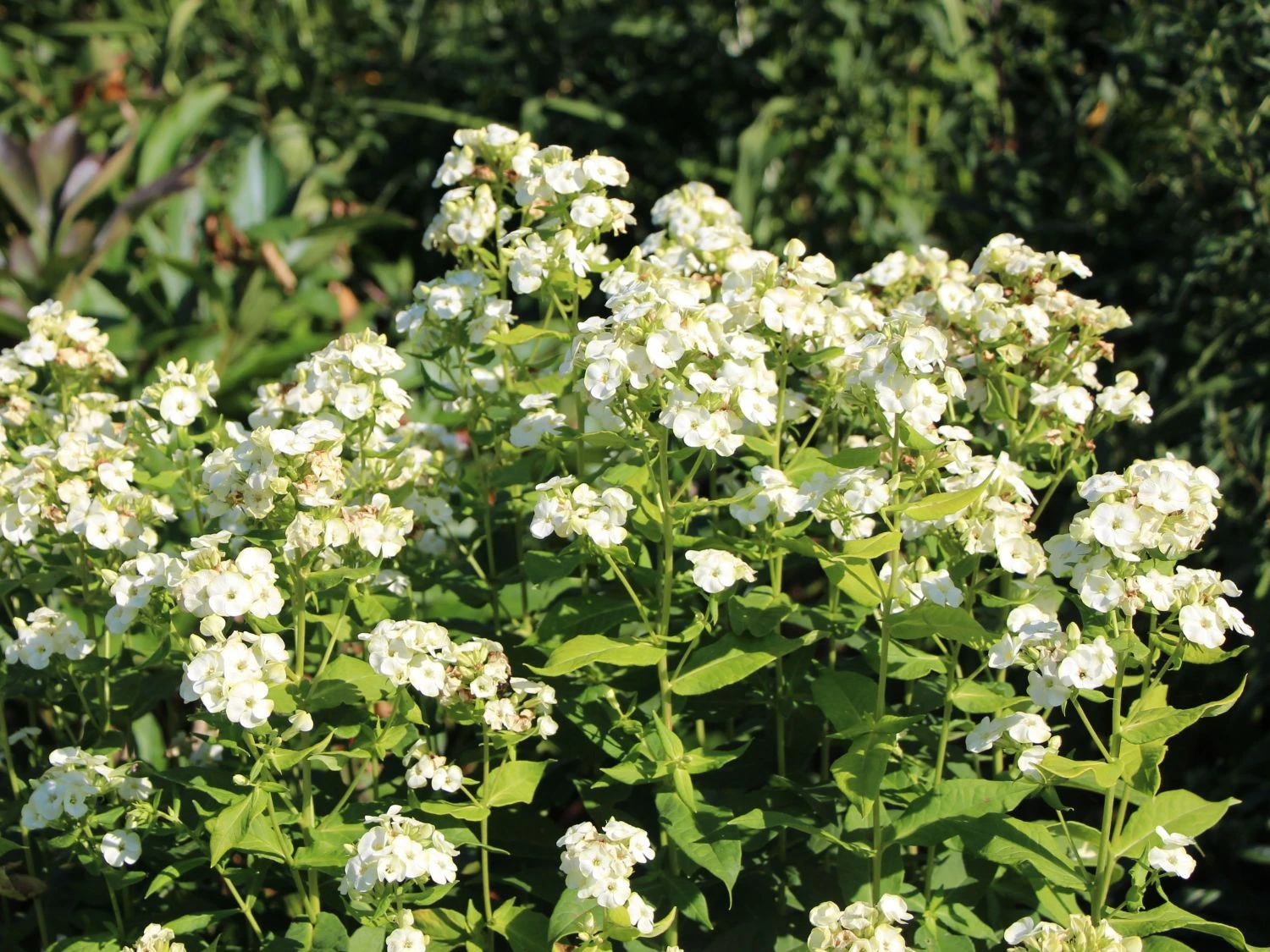 Hohe Flammenblume 'Jade' 4 Hohe Flammenblume 'Jade' – Bild 2