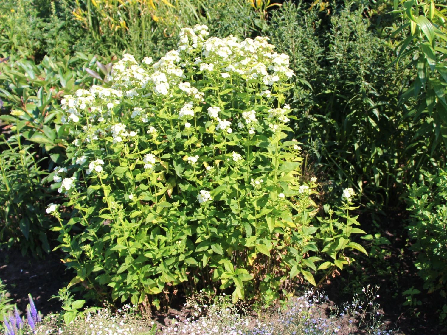 Hohe Flammenblume 'Jade' 5 Hohe Flammenblume 'Jade' – Bild 3