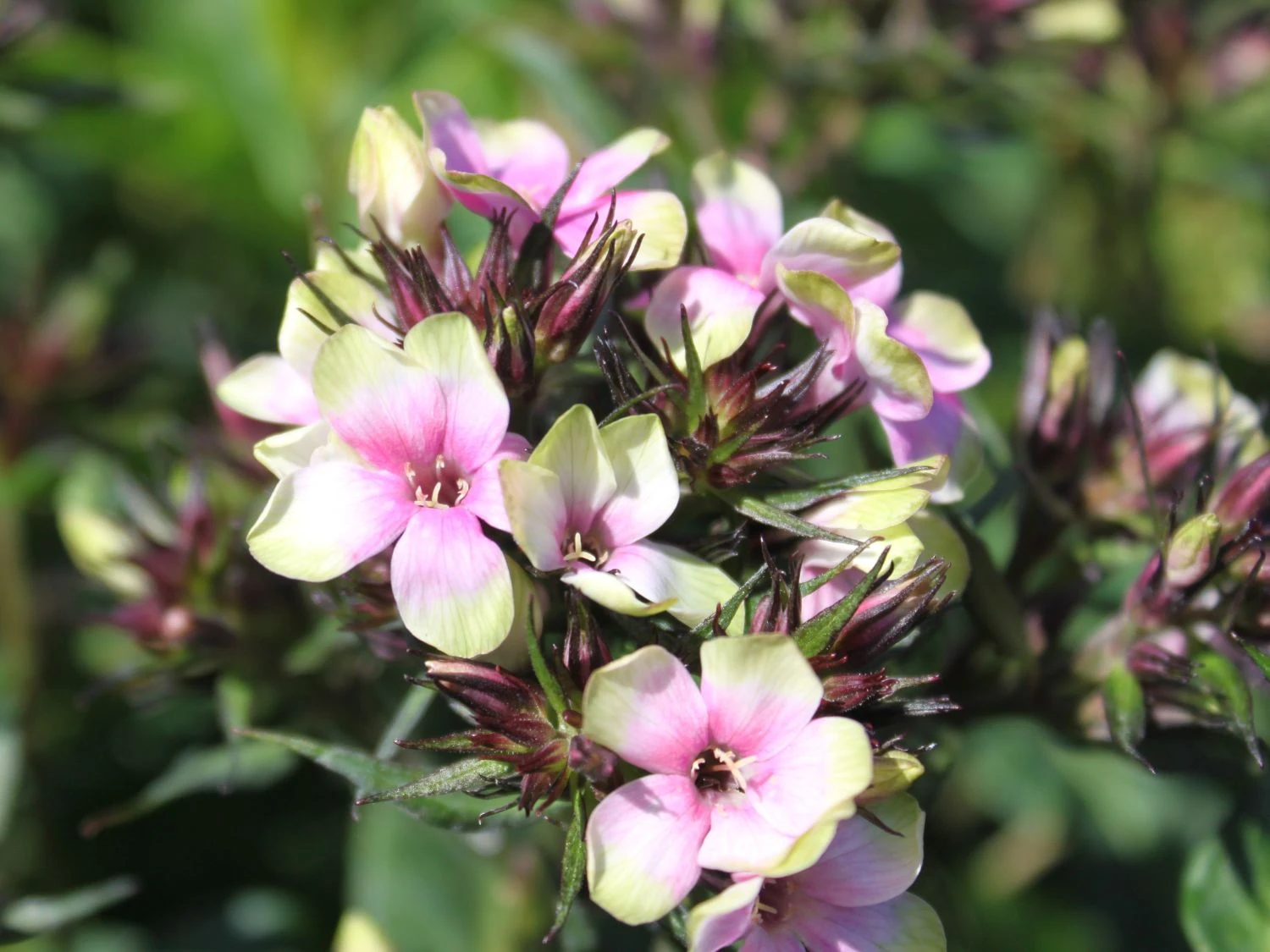 Hohe Flammenblume 'Mystique Green' 3 Hohe Flammenblume 'Mystique Green'