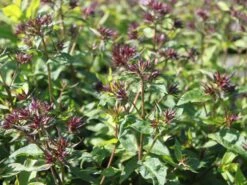 Hohe Flammenblume 'Mystique Green' 17 Hohe Flammenblume 'Mystique Green' -Günstiges Garten Zart Geschäft hohe flammenblume mystique green m059923 w 0