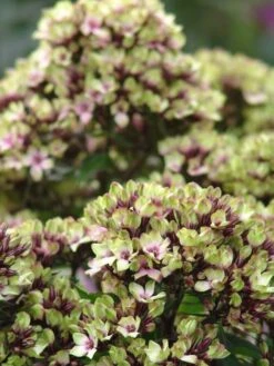 Hohe Flammenblume 'Mystique Green' 12 Hohe Flammenblume 'Mystique Green' -Günstiges Garten Zart Geschäft hohe flammenblume mystique green m059923 w 1