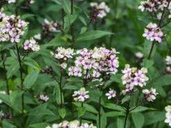 Hohe Flammenblume 'Mystique Green' 13 Hohe Flammenblume 'Mystique Green' -Günstiges Garten Zart Geschäft hohe flammenblume mystique green m059923 w 4