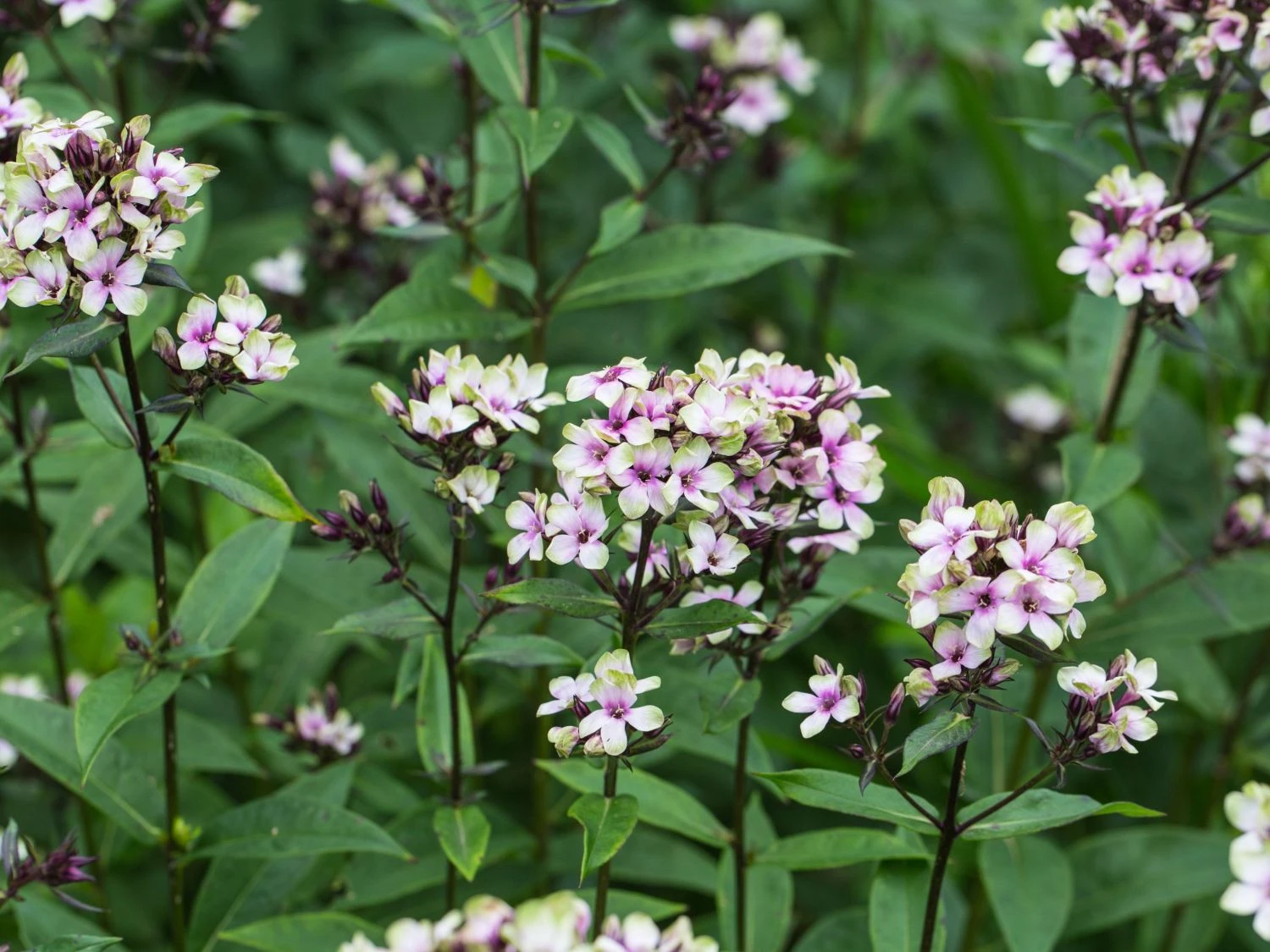 Hohe Flammenblume 'Mystique Green' 6 Hohe Flammenblume 'Mystique Green' – Bild 4