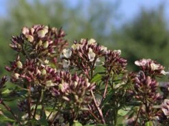 Hohe Flammenblume 'Mystique Green' 16 Hohe Flammenblume 'Mystique Green' -Günstiges Garten Zart Geschäft hohe flammenblume mystique green m059923 w 5