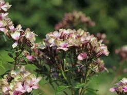 Hohe Flammenblume 'Mystique Green' 14 Hohe Flammenblume 'Mystique Green' -Günstiges Garten Zart Geschäft hohe flammenblume mystique green m059923 w 6