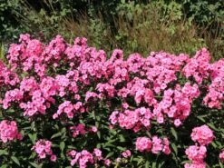 Hohe Flammenblume 'Sweet Summer Dream' ® -Günstiges Garten Zart Geschäft hohe flammenblume sweet summer dream m062796 w 0 1