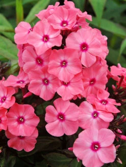 Hohe Flammenblume 'Sweet Summer Dream' ® -Günstiges Garten Zart Geschäft hohe flammenblume sweet summer dream m062796 w 1