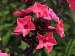 Hohe Flammenblume 'Sweet Summer Dream' ® -Günstiges Garten Zart Geschäft hohe flammenblume sweet summer dream m062796 w 3