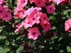 Hohe Flammenblume 'Sweet Summer Dream' ® -Günstiges Garten Zart Geschäft hohe flammenblume sweet summer dream m062796 w 4