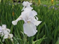 Hohe Schwertlilie 'English Cottage' -Günstiges Garten Zart Geschäft hohe schwertlilie english cottage m078309 w 1