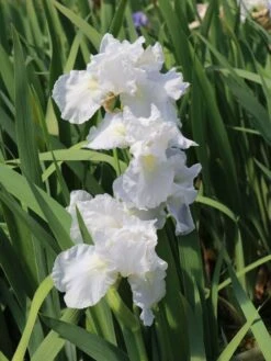 Hohe Schwertlilie 'Immortality' -Günstiges Garten Zart Geschäft hohe schwertlilie immortality m078315 w 0