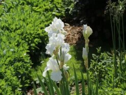 Hohe Schwertlilie 'Immortality' -Günstiges Garten Zart Geschäft hohe schwertlilie immortality m078315 w 1