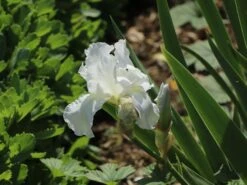 Hohe Schwertlilie 'Immortality' -Günstiges Garten Zart Geschäft hohe schwertlilie immortality m078315 w 2