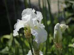 Hohe Schwertlilie 'Immortality' -Günstiges Garten Zart Geschäft hohe schwertlilie immortality m078315 w 4