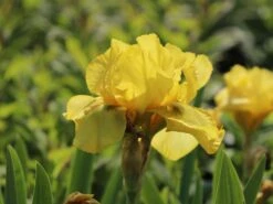 Hohe Schwertlilie 'Ola Kala'