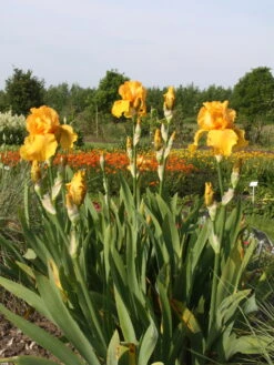 Hohe Schwertlilie 'Ola Kala' -Günstiges Garten Zart Geschäft hohe schwertlilie ola kala m015233 w 0