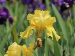 Hohe Schwertlilie 'Ola Kala' -Günstiges Garten Zart Geschäft hohe schwertlilie ola kala m015233 w 1