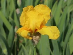 Hohe Schwertlilie 'Ola Kala' -Günstiges Garten Zart Geschäft hohe schwertlilie ola kala m015233 w 2