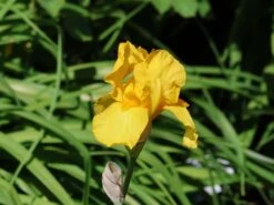 Hohe Schwertlilie 'Ola Kala' -Günstiges Garten Zart Geschäft hohe schwertlilie ola kala m015233 w 4